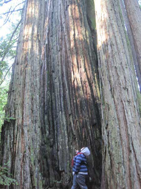 Kiki next to a towering Redwood